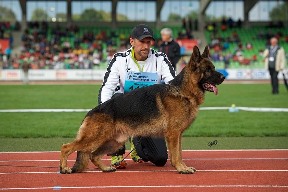 VA1 Gary vom Hühnegrab, a sieger show, is one of the most impressive german shepherds you could hope to own and his puppies are very sought after.