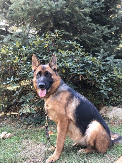 Fi-Fi vom Leithawald is a world class German Shepherd with impressive genetics. Her father is Gary vom Hühnegrab, the sieger show winner with the VA1 title
