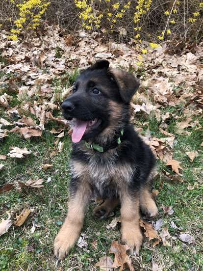 German Shepherd Puppies for Sale in PA